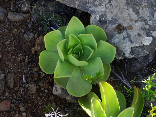 Aeonium nobile