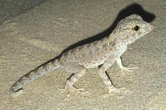 Pristurus carteri