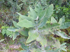 Acrisione cymosa