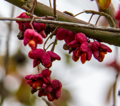 Euonymus europaeus