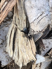 Habronattus schlingeri