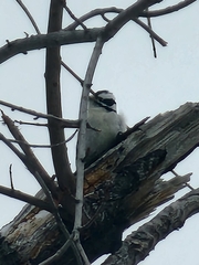 Dryobates pubescens