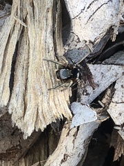 Habronattus schlingeri