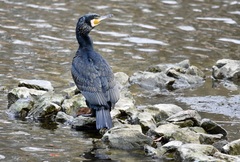 Phalacrocorax carbo