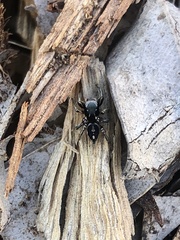 Habronattus schlingeri