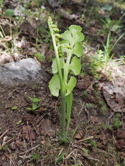 Botrychium crenulatum