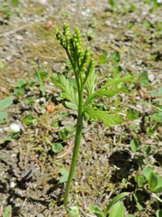 Botrychium lanceolatum