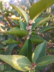 Maytenus acuminata acuminata