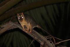Philander opossum