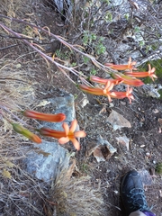 Tylecodon grandiflorus