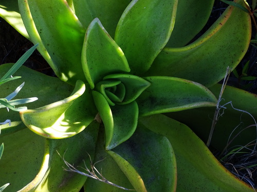 Aeonium nobile