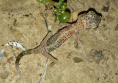 Stenodactylus doriae