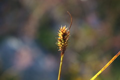 Carex werdermannii