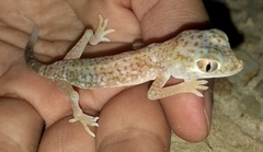 Stenodactylus doriae