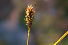 Carex werdermannii