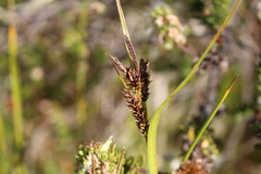 Carex werdermannii