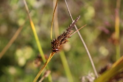Carex werdermannii