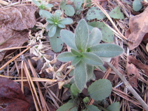 Cerastium velutinum var. villosissimum