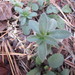 Cerastium velutinum villosissimum - Photo (c) Chris Hoess, alguns direitos reservados (CC BY-SA)