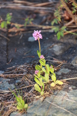 Plectritis congesta