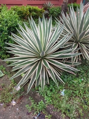 Agave angustifolia