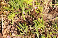Plectritis congesta