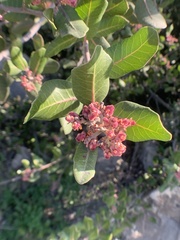Rhus integrifolia
