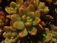 Image of Aeonium sedifolium