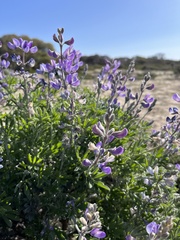 Lupinus chamissonis