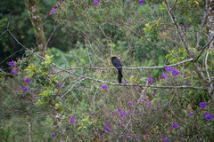 Andesanthus lepidotus