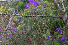 Andesanthus lepidotus