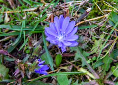 Cichorium intybus