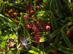 Drosera uniflora