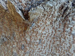 Salticidae