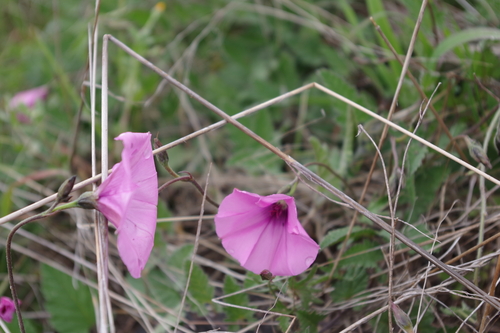 Convolvulus althaeoides image