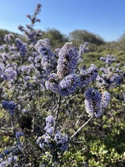 Ceanothus rigidus
