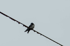 Pygochelidon cyanoleuca