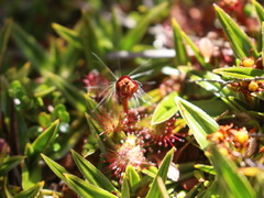 Drosera uniflora