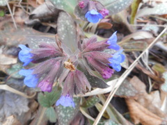 Pulmonaria