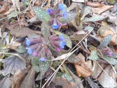 Pulmonaria