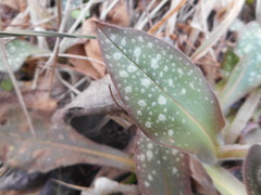 Pulmonaria