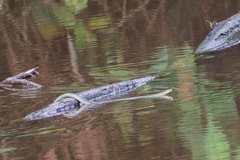 Erythrolamprus epinephalus