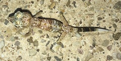 Stenodactylus doriae