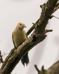 Melanerpes