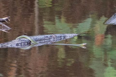 Erythrolamprus epinephalus