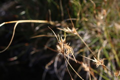 Carpha schoenoides