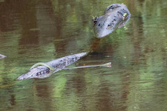 Erythrolamprus epinephalus