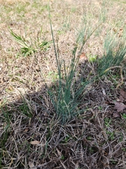 Allium vineale
