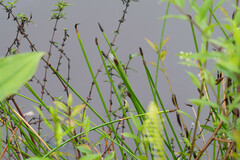 Eleocharis elegans