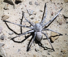Eusparassus
